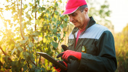 Modern senior farmer in a professional uniform and cap looking on a tablet in the orchard.