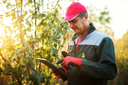 Modern senior farmer in a professional uniform and cap looking on a tablet in the orchard.