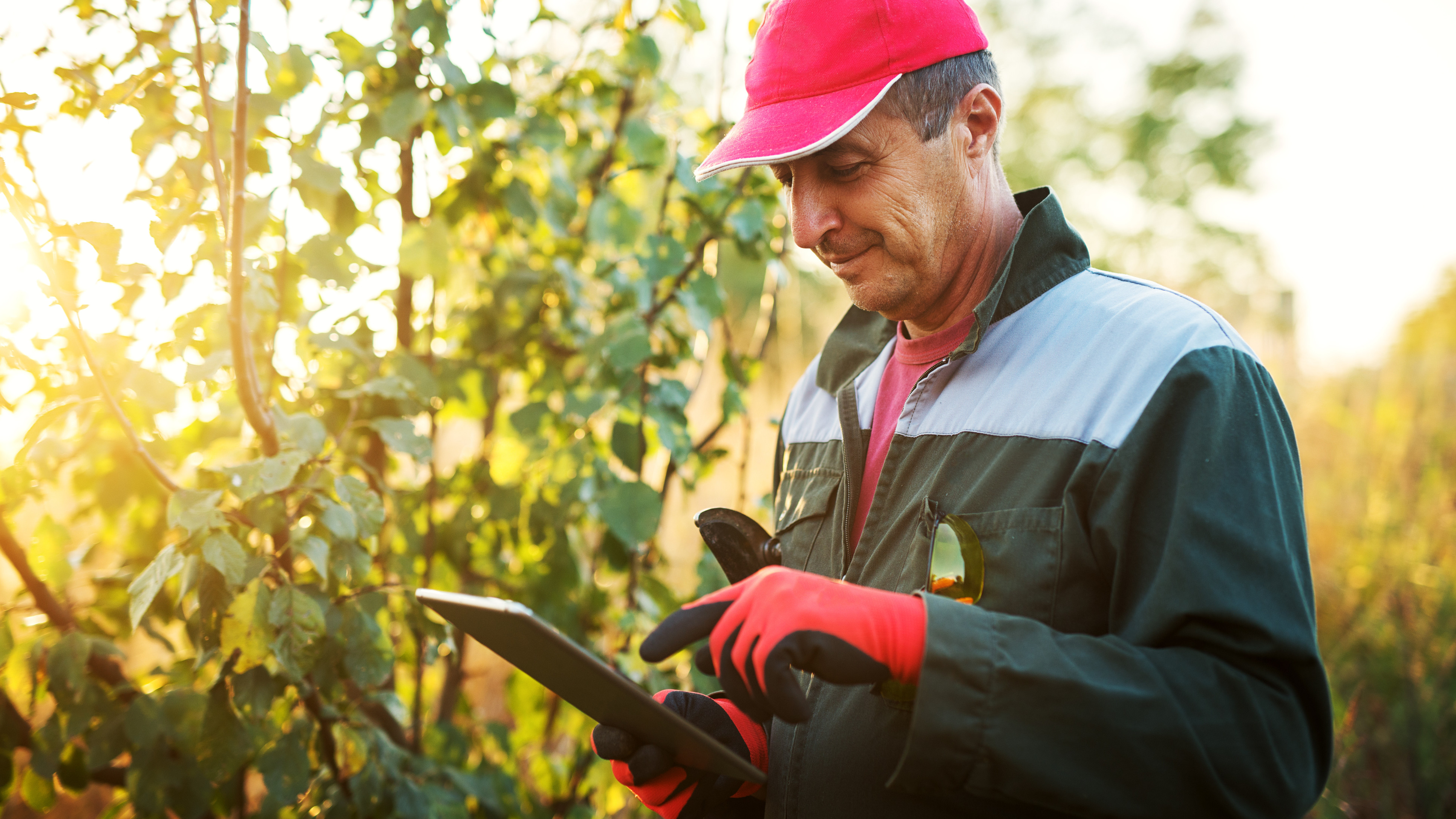 Modern senior farmer in a professional uniform and cap looking on a tablet in the orchard.